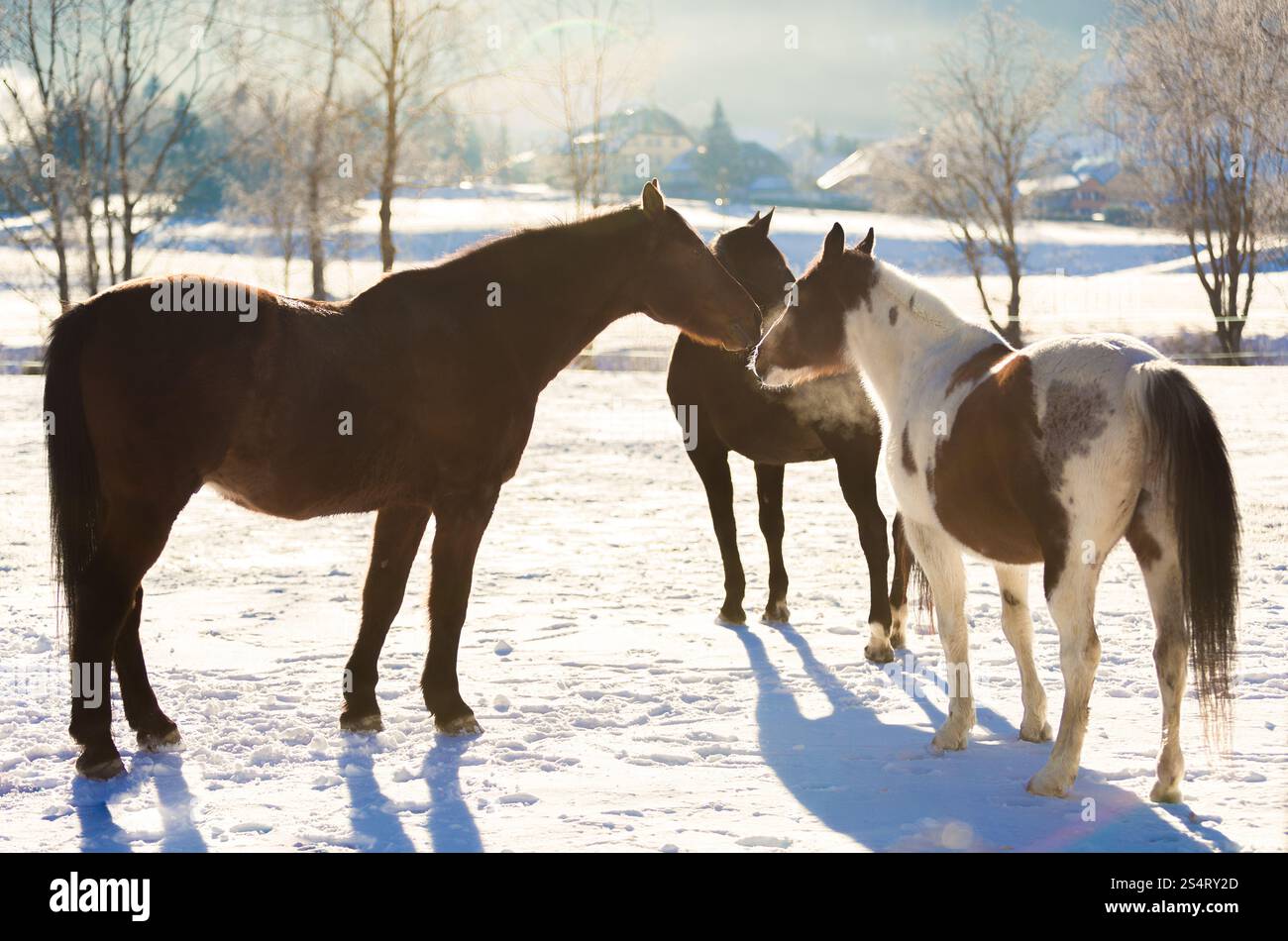 Tre bellissimi cavalli al paddock esterni coperti di neve Foto Stock