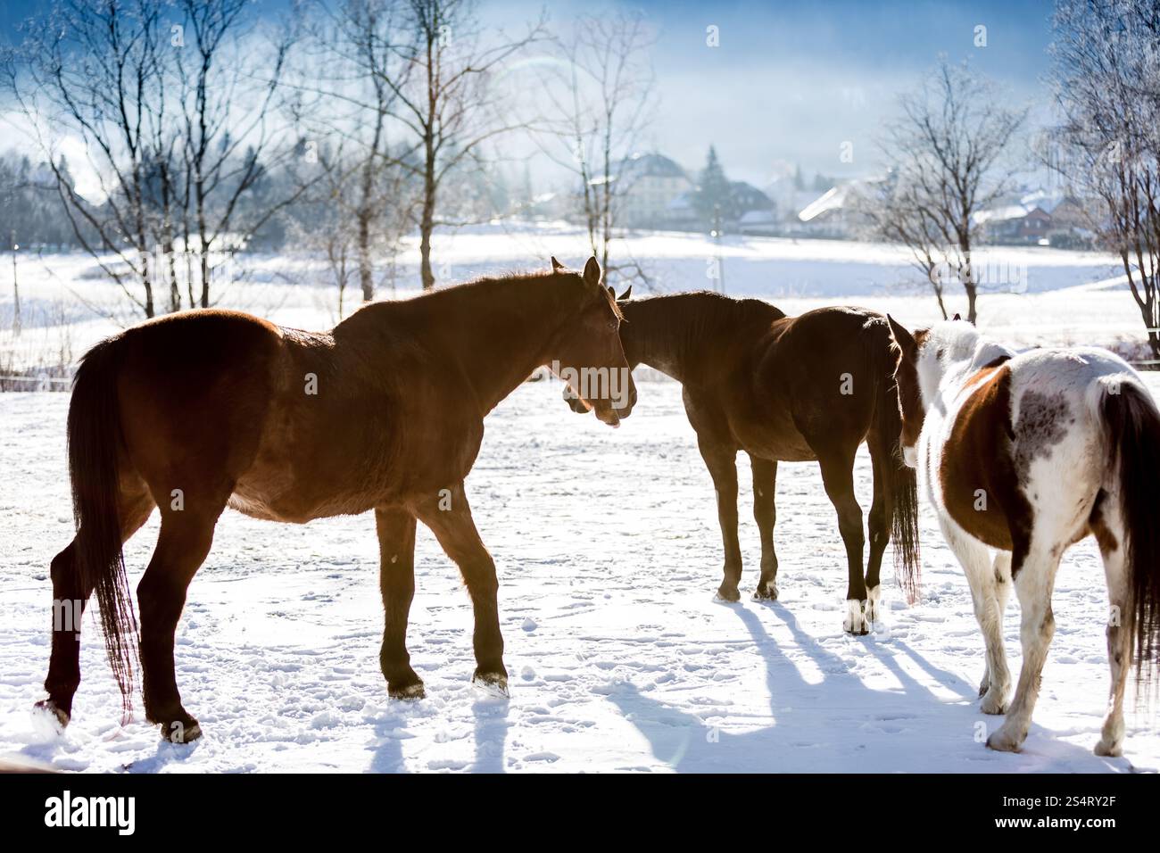 Bellissimi cavalli sul campo di altopiano coperto di neve Foto Stock