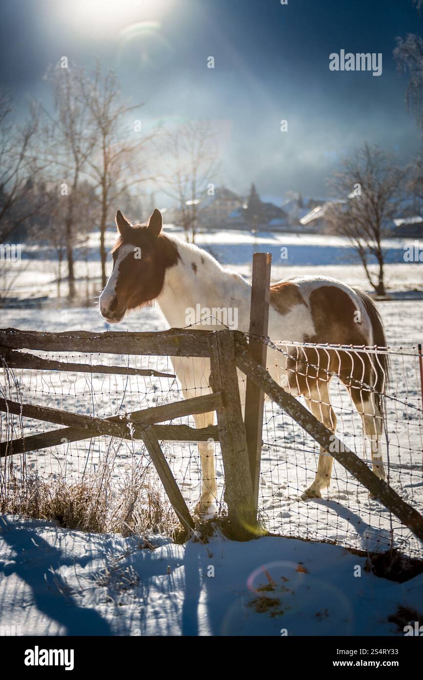 Bella marrone con cavallo bianco a farm coperte da neve Foto Stock
