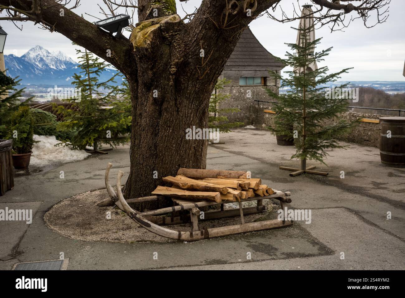 In legno antico slittini in piedi accanto al grande albero Foto Stock