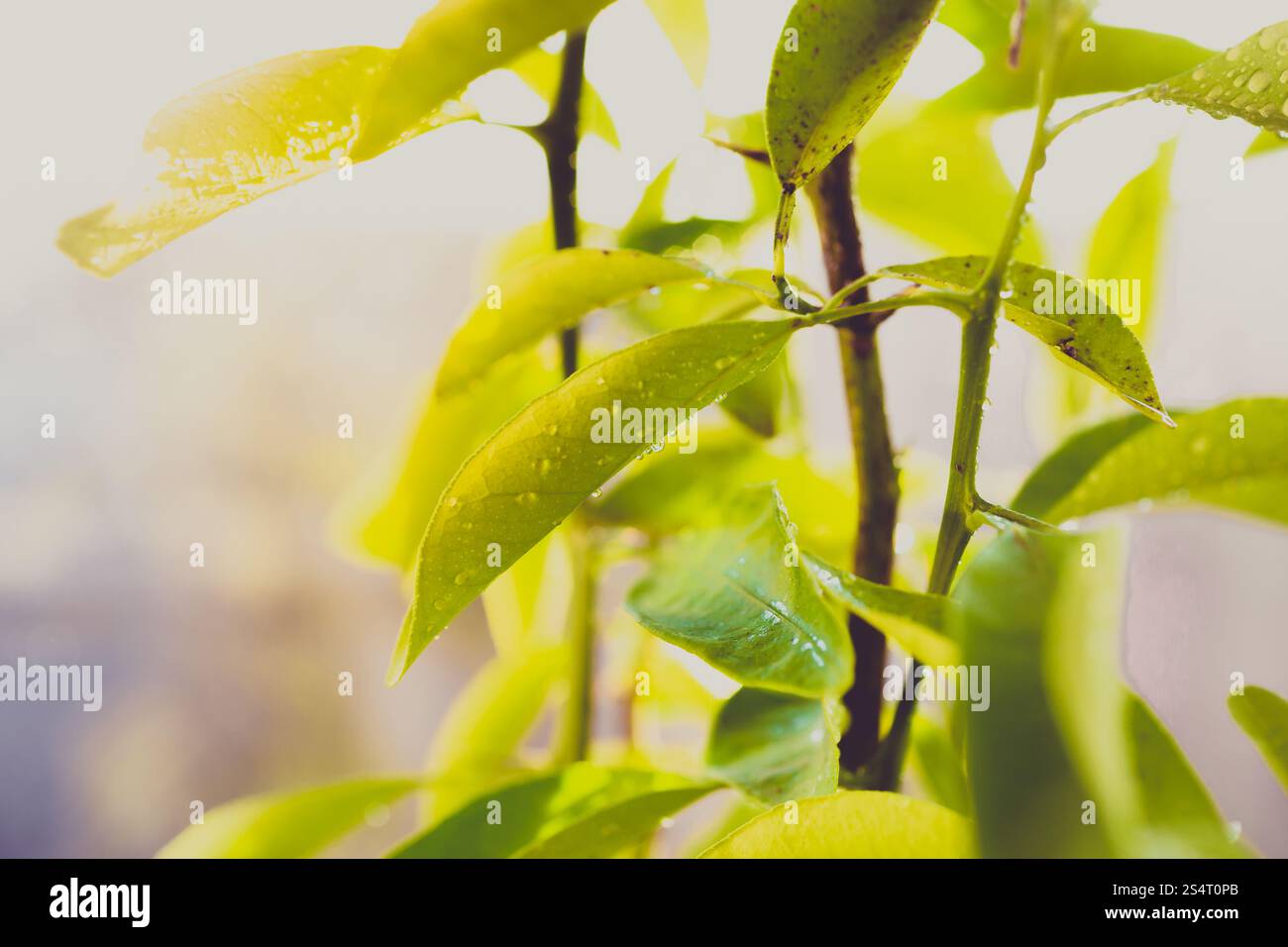 Tonica closeup foto di verde bagnato foglie di albero Foto Stock
