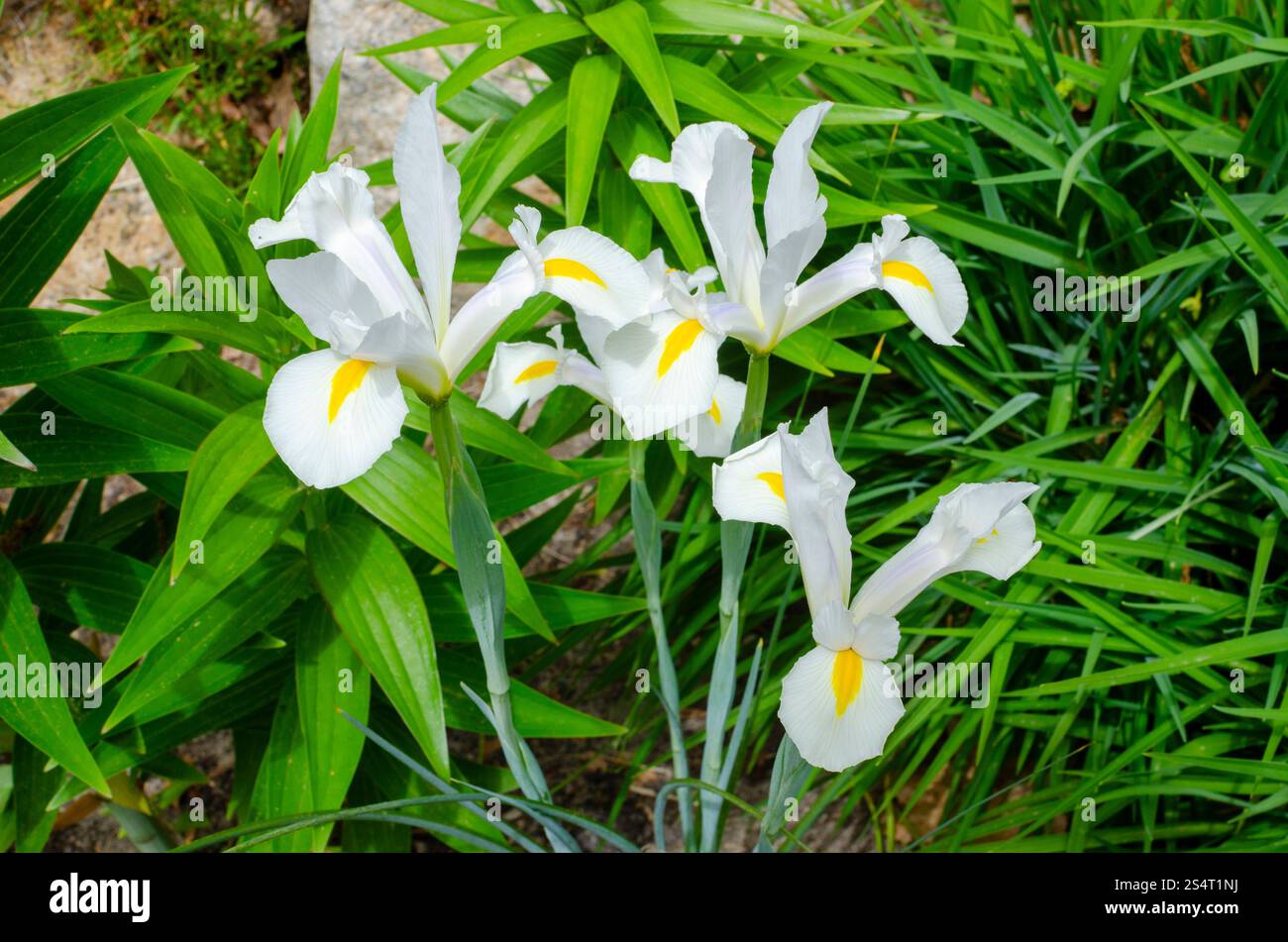 Bianco con Iris hollandica olandese gialla in fiore durante la primavera Foto Stock