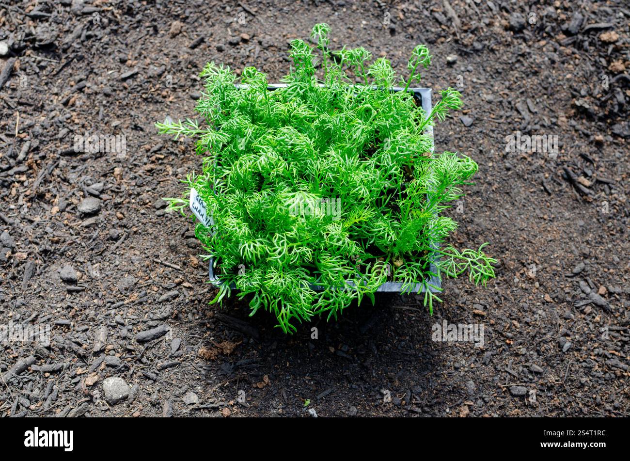 Camomilla tedesca, Matricaria recutita, confezione da 6 piantine pronte per il trapianto di giardino Foto Stock