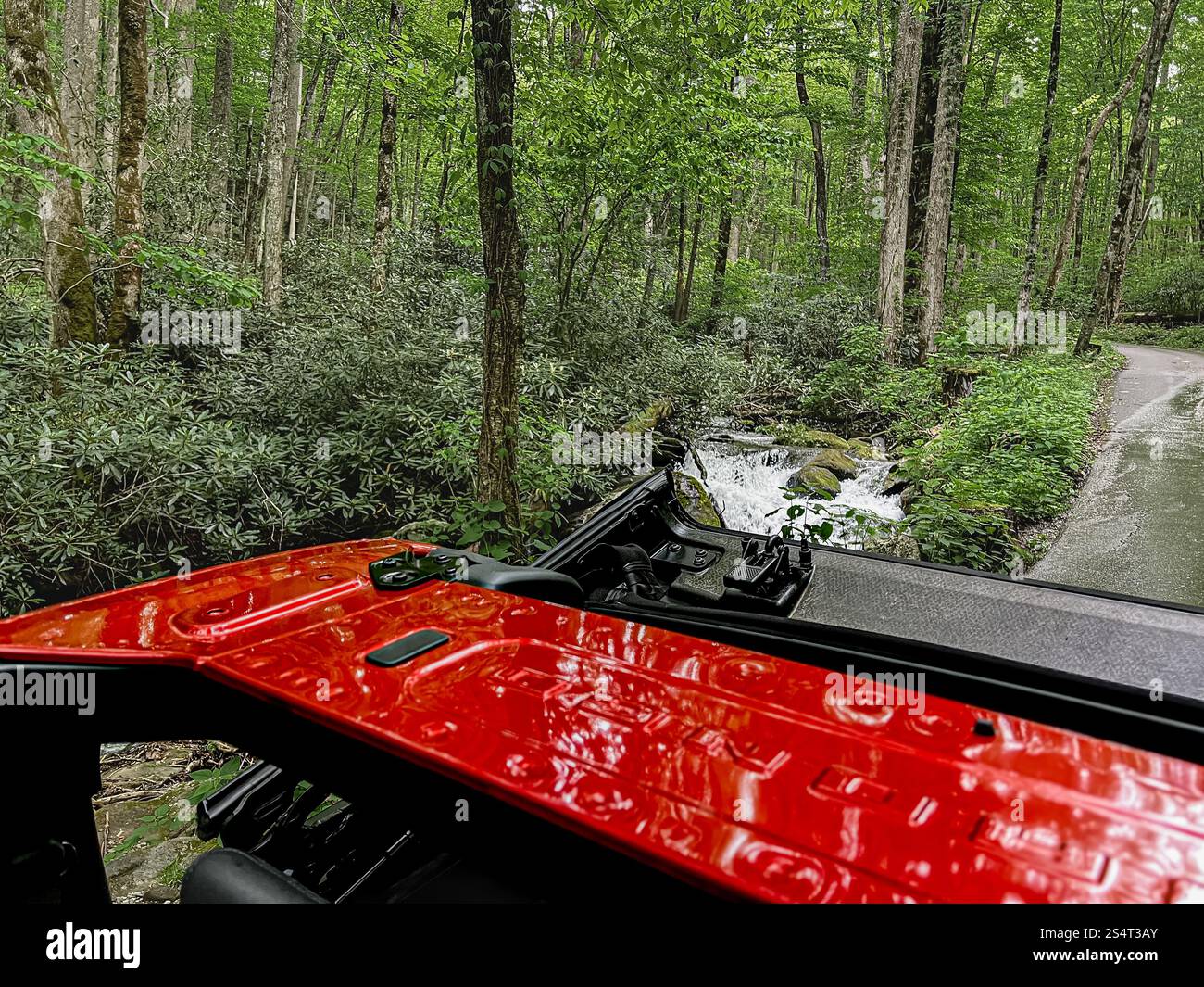 Viaggio panoramico attraverso la foresta nazionale Foto Stock