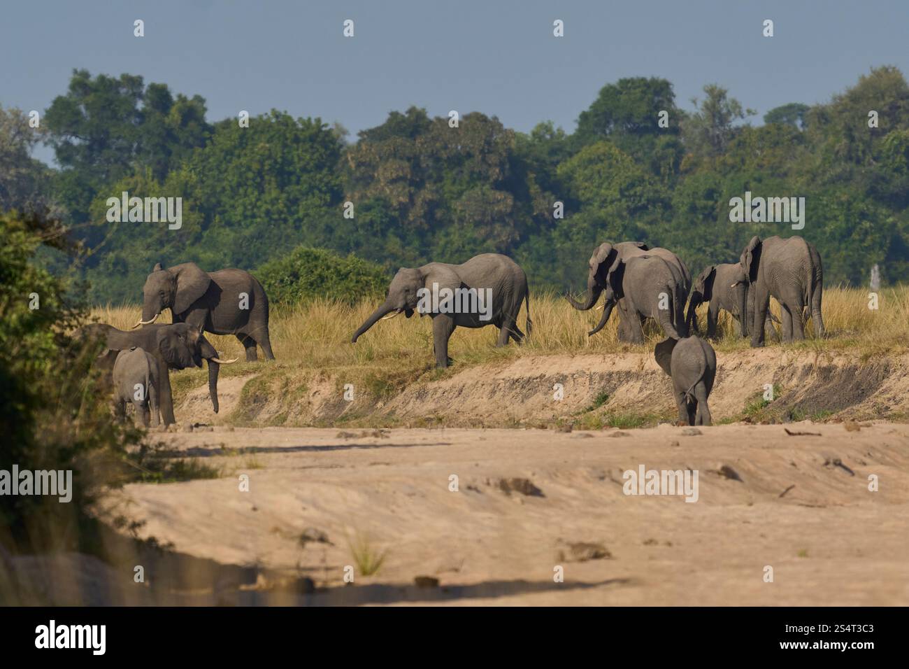 Gruppi multipli di elefante africano (Loxodonta africana) si riuniscono in un fiume di sabbia per bere da una piscina scavata sotto la superficie nel South Luangwa NP Foto Stock