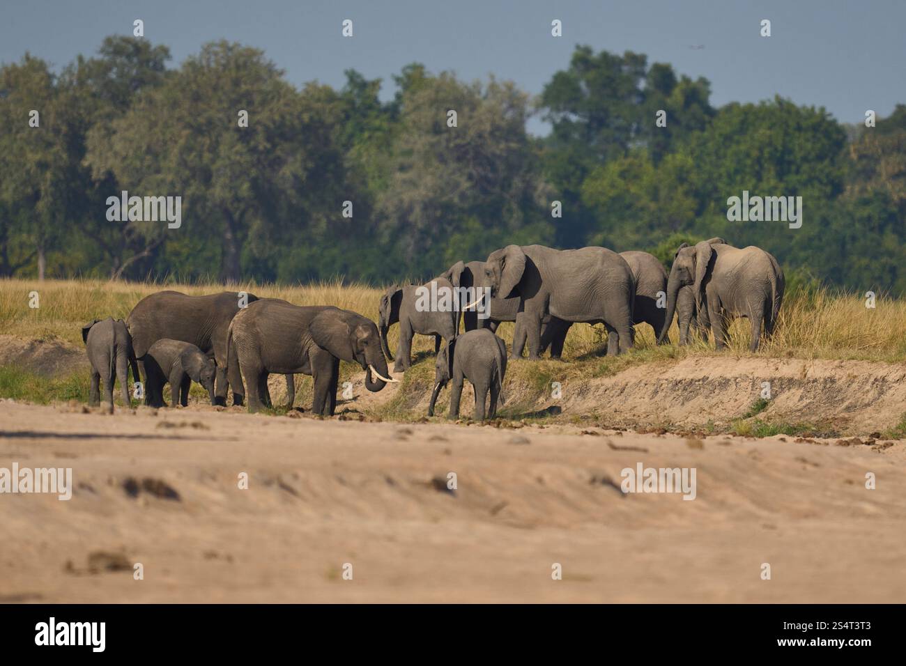 Gruppi multipli di elefante africano (Loxodonta africana) si riuniscono in un fiume di sabbia per bere da una piscina scavata sotto la superficie nel South Luangwa NP Foto Stock