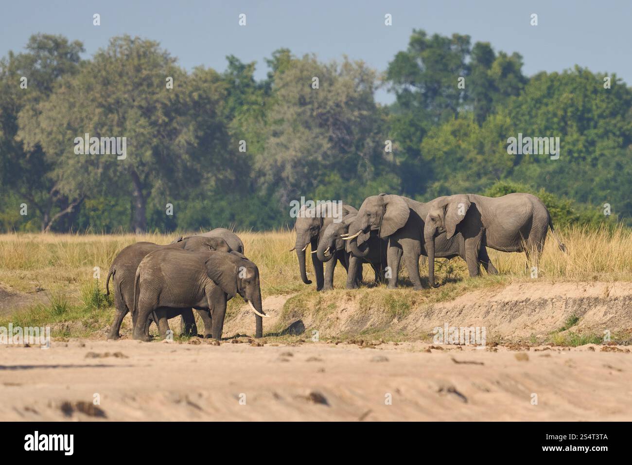 Gruppi multipli di elefante africano (Loxodonta africana) si riuniscono in un fiume di sabbia per bere da una piscina scavata sotto la superficie nel South Luangwa NP Foto Stock