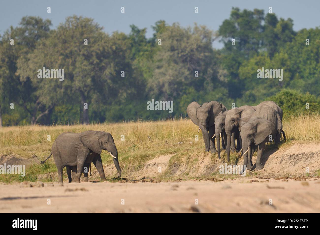 Gruppi multipli di elefante africano (Loxodonta africana) si riuniscono in un fiume di sabbia per bere da una piscina scavata sotto la superficie nel South Luangwa NP Foto Stock