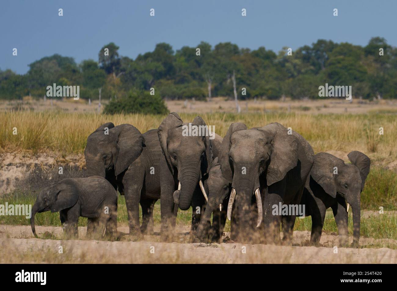 Gruppi multipli di elefante africano (Loxodonta africana) si riuniscono in un fiume di sabbia per bere da una piscina scavata sotto la superficie nel South Luangwa NP Foto Stock