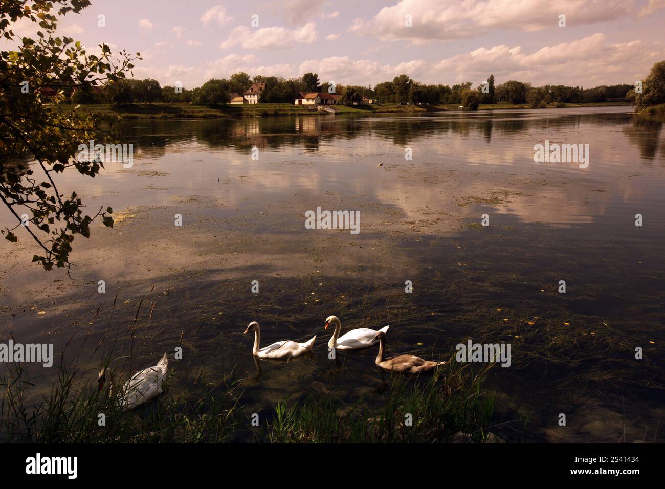 Il fiume Reno presso la vecchia città di Waldshut nel Blackforest nel sud della Germania in Europa. Foto Stock