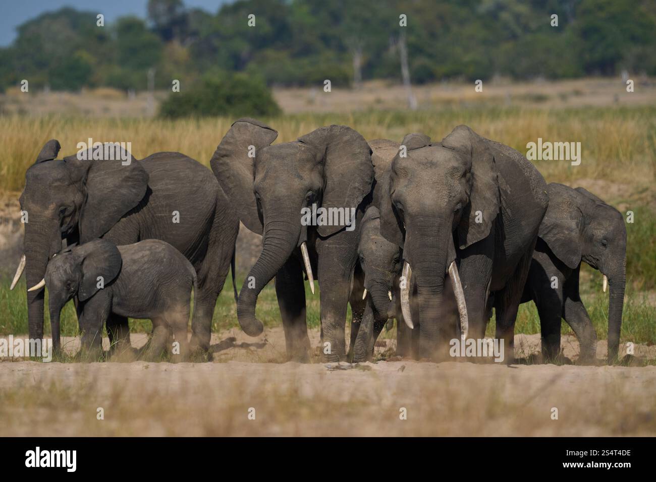 Gruppi multipli di elefante africano (Loxodonta africana) si riuniscono in un fiume di sabbia per bere da una piscina scavata sotto la superficie nel South Luangwa NP Foto Stock