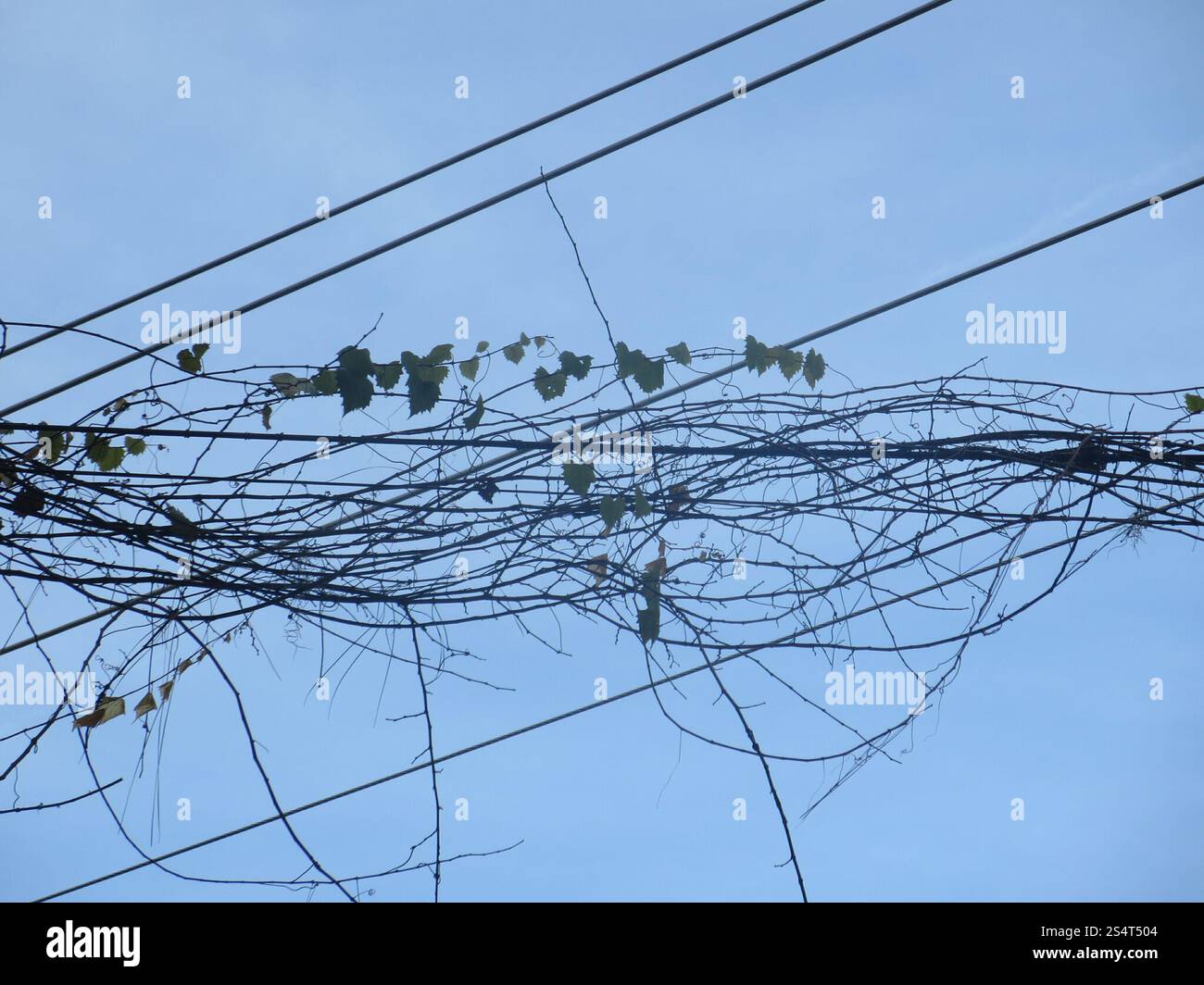 Muscadina (Vitis rotundifolia) Foto Stock