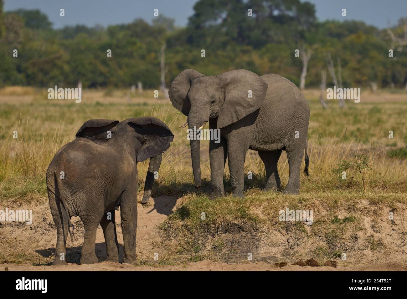 Gruppi multipli di elefante africano (Loxodonta africana) si riuniscono in un fiume di sabbia per bere da una piscina scavata sotto la superficie nel South Luangwa NP Foto Stock