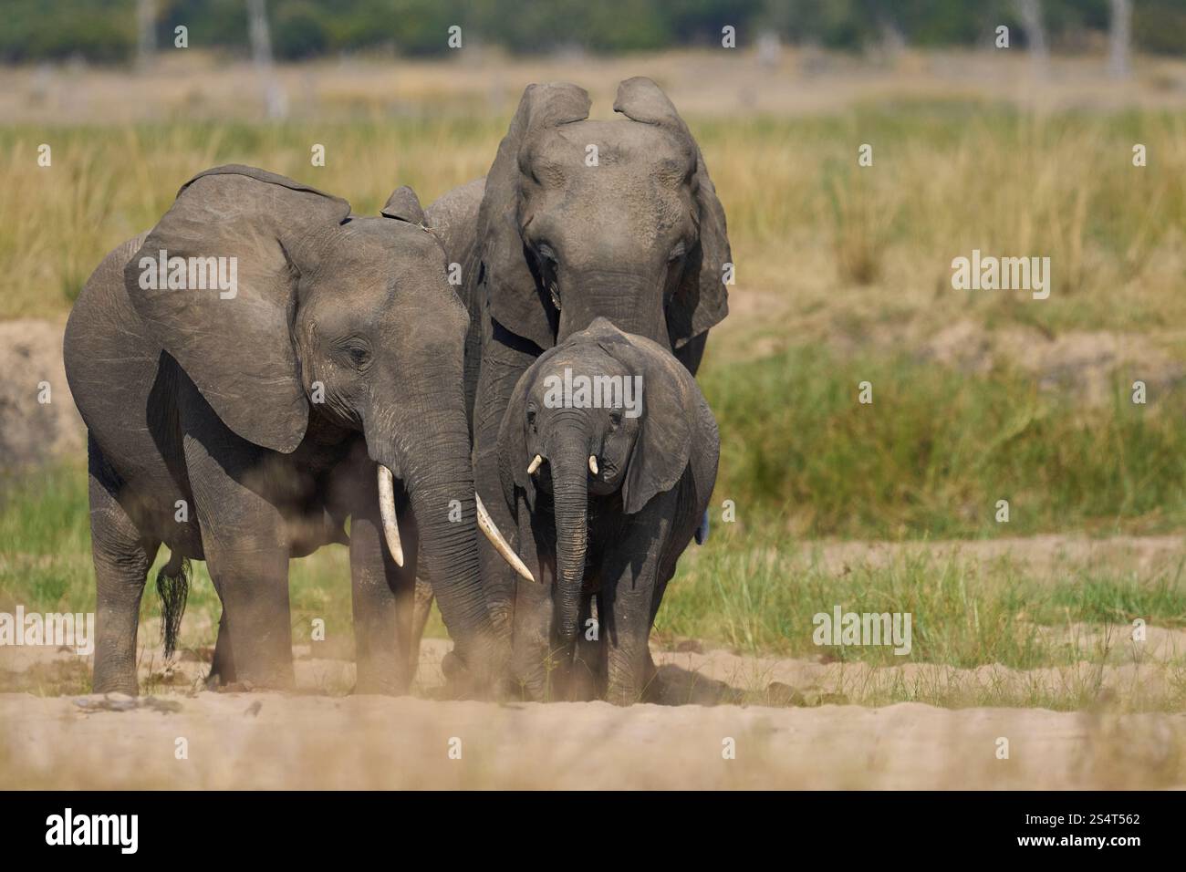 Gruppi multipli di elefante africano (Loxodonta africana) si riuniscono in un fiume di sabbia per bere da una piscina scavata sotto la superficie nel South Luangwa NP Foto Stock