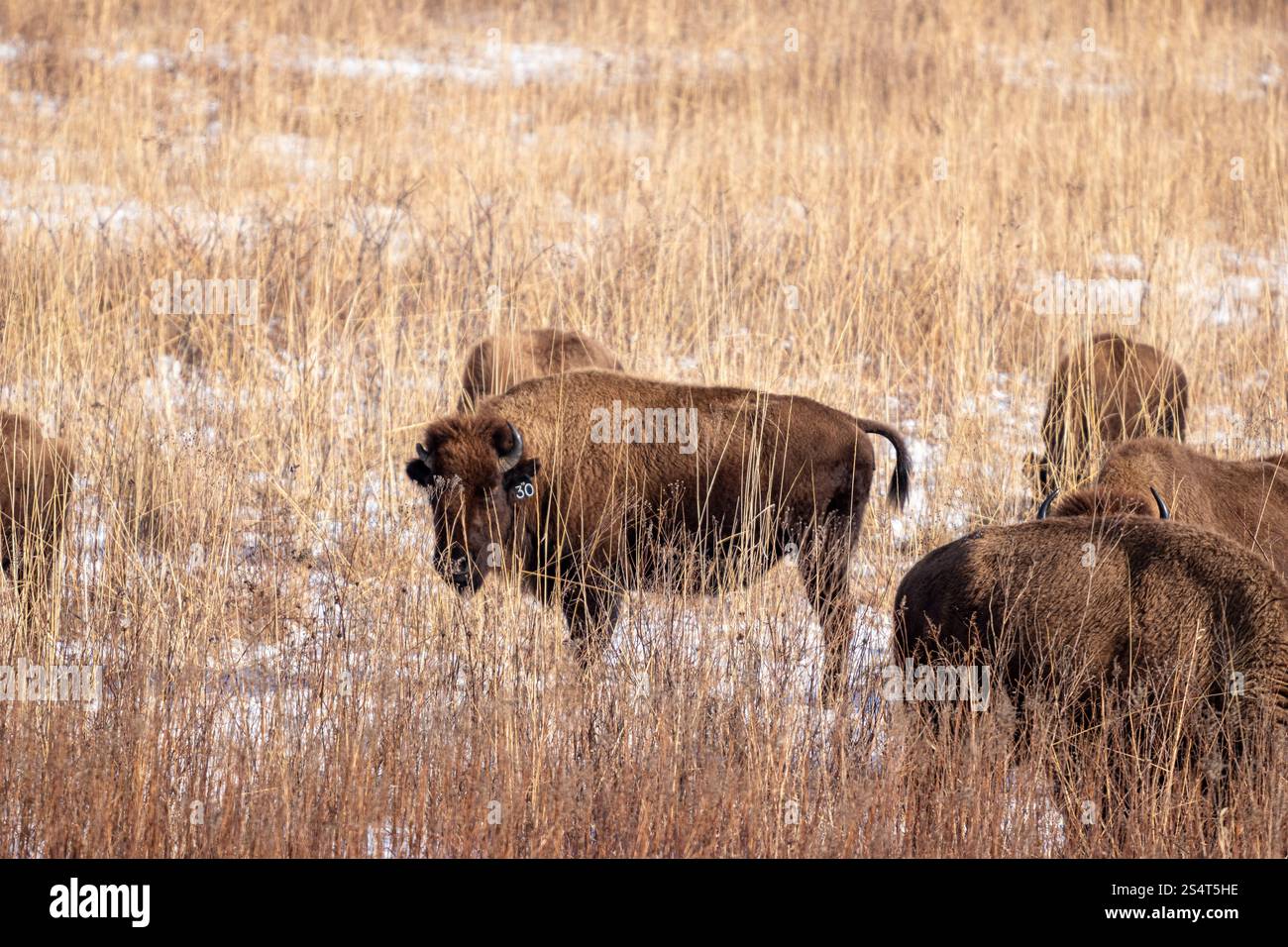 Bisonte americano in erba alta in inverno Foto Stock