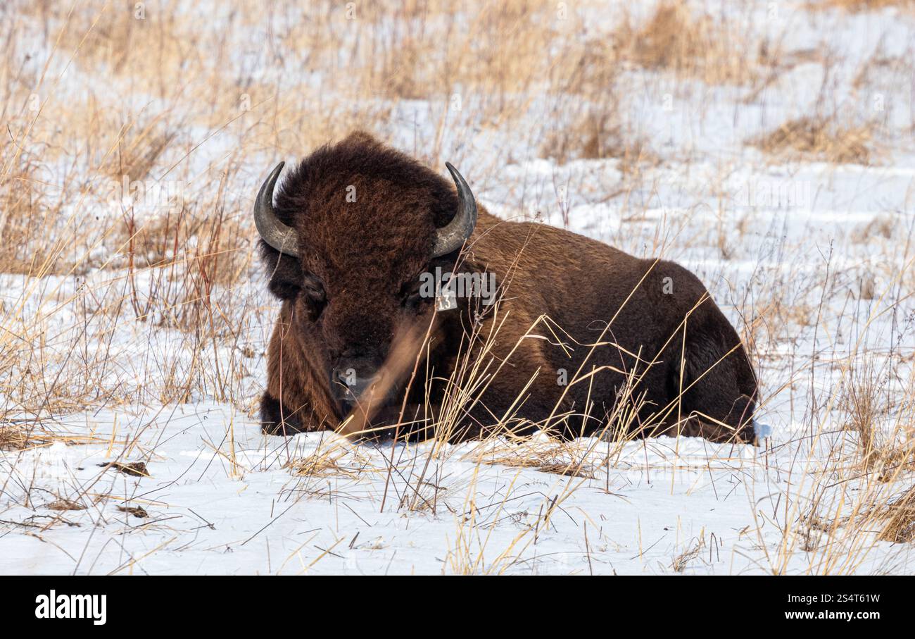 Un bisonte americano sdraiato in una prateria innevata in inverno Foto Stock Un bisonte americano sdraiato in una prateria innevata in inverno Foto Stock