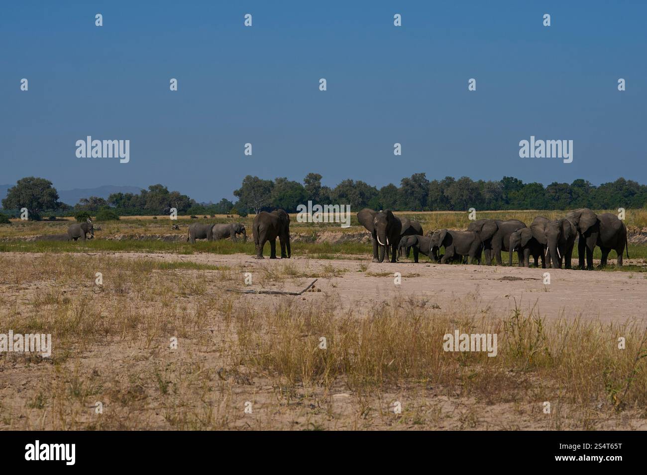 Gruppi multipli di elefante africano (Loxodonta africana) si riuniscono in un fiume di sabbia per bere da una piscina scavata sotto la superficie nel South Luangwa NP Foto Stock