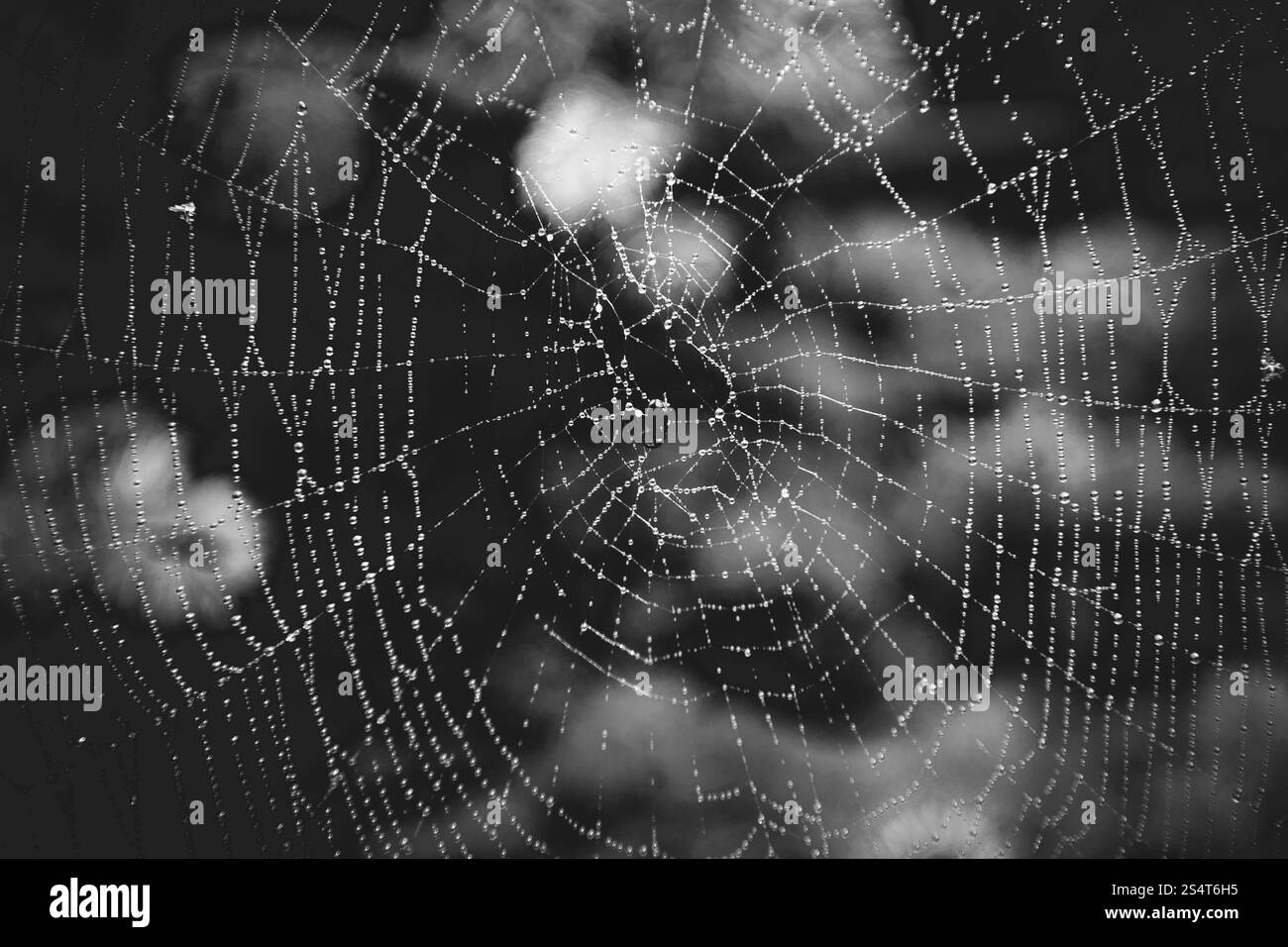 Bianco e nero colpo di grande ragnatela di rugiada Foto Stock