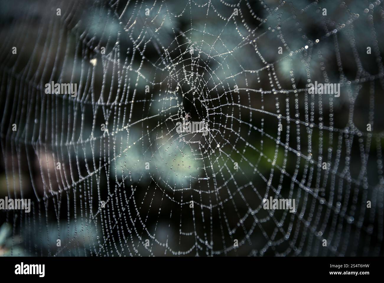 Macro shot di big spider web coperto con gocce Foto Stock
