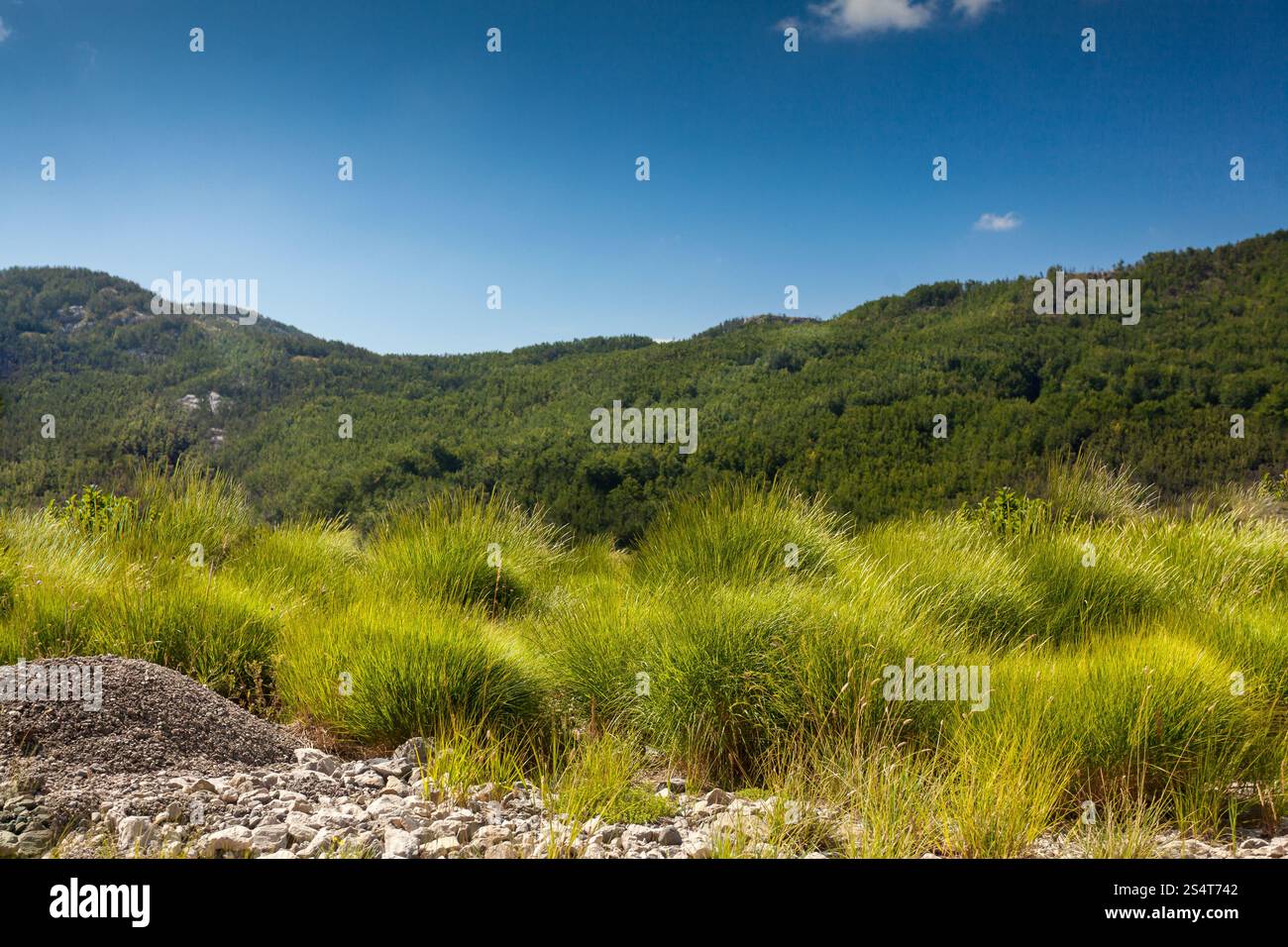 Bellissima vista sul campo con alta erba verde, la foresta e la montagna Foto Stock