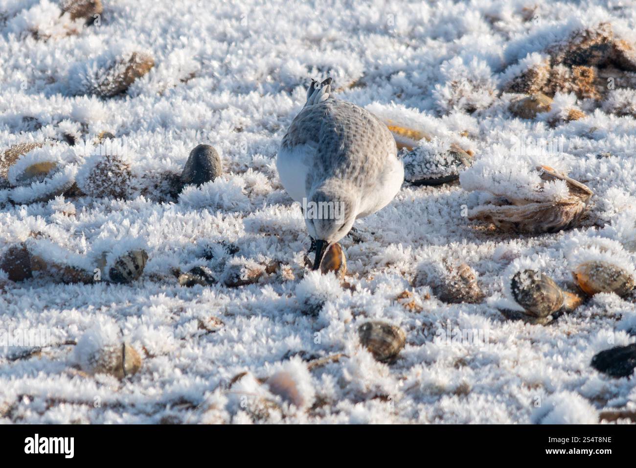 Un sanderling (Calidris alba), un piccolo uccello che si prepara a mangiare su una spiaggia ghiacciata in una fredda mattina invernale, Isola di Sheppey, Kent, Inghilterra, Regno Unito Foto Stock