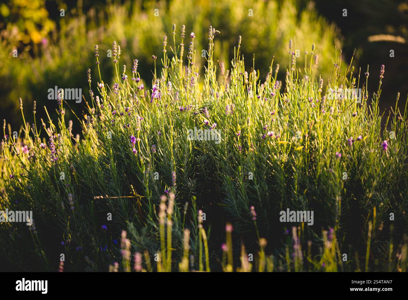 Vista ingrandita del campo con abbassa illuminato da luce bassa Foto Stock
