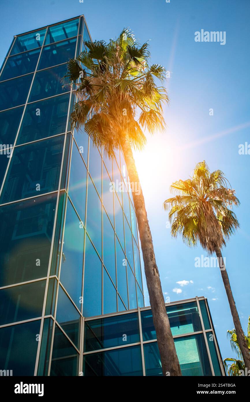 Due alte palme cresce accanto al grattacielo moderno di cemento e vetro Foto Stock