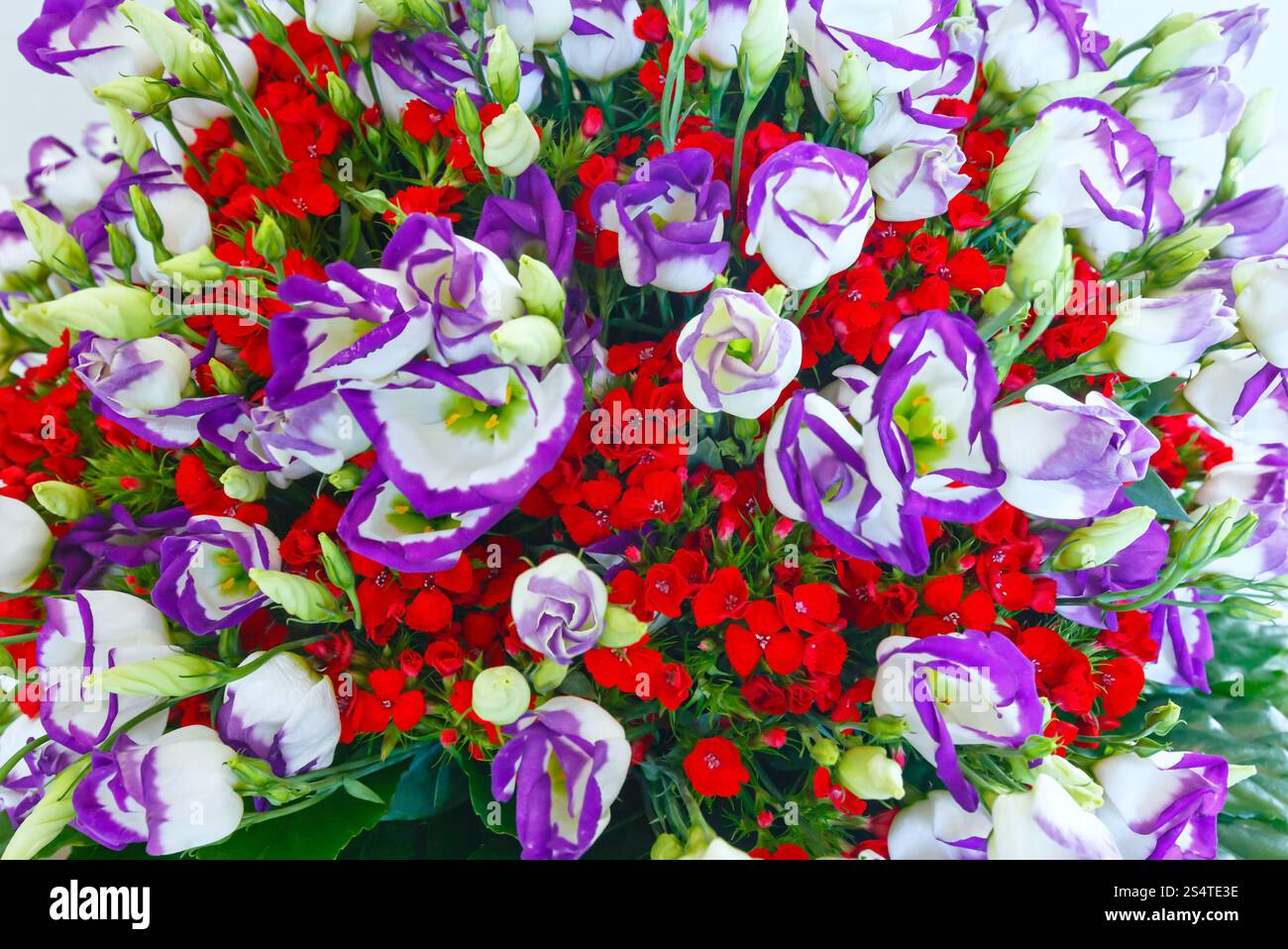 Big multicolor (bianco - rosa - rosso) splendida estate bouquet di fiori Foto Stock