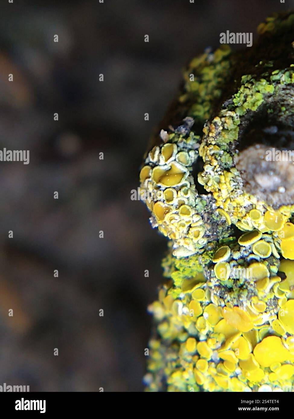 Sunburst Lichen con cuscinetto a spillo (Polycauliona polycarpa) Foto Stock