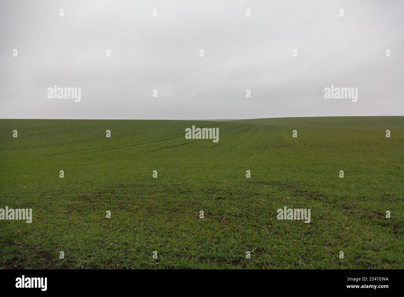 Grande campo con colture invernali a nebbioso giorno Foto Stock