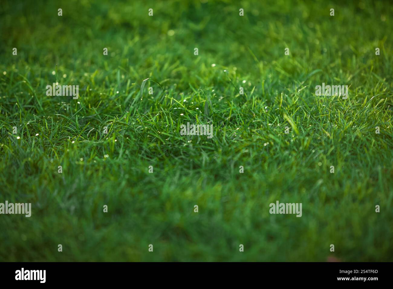 Closeup texture di verde smeraldo di prato Foto Stock