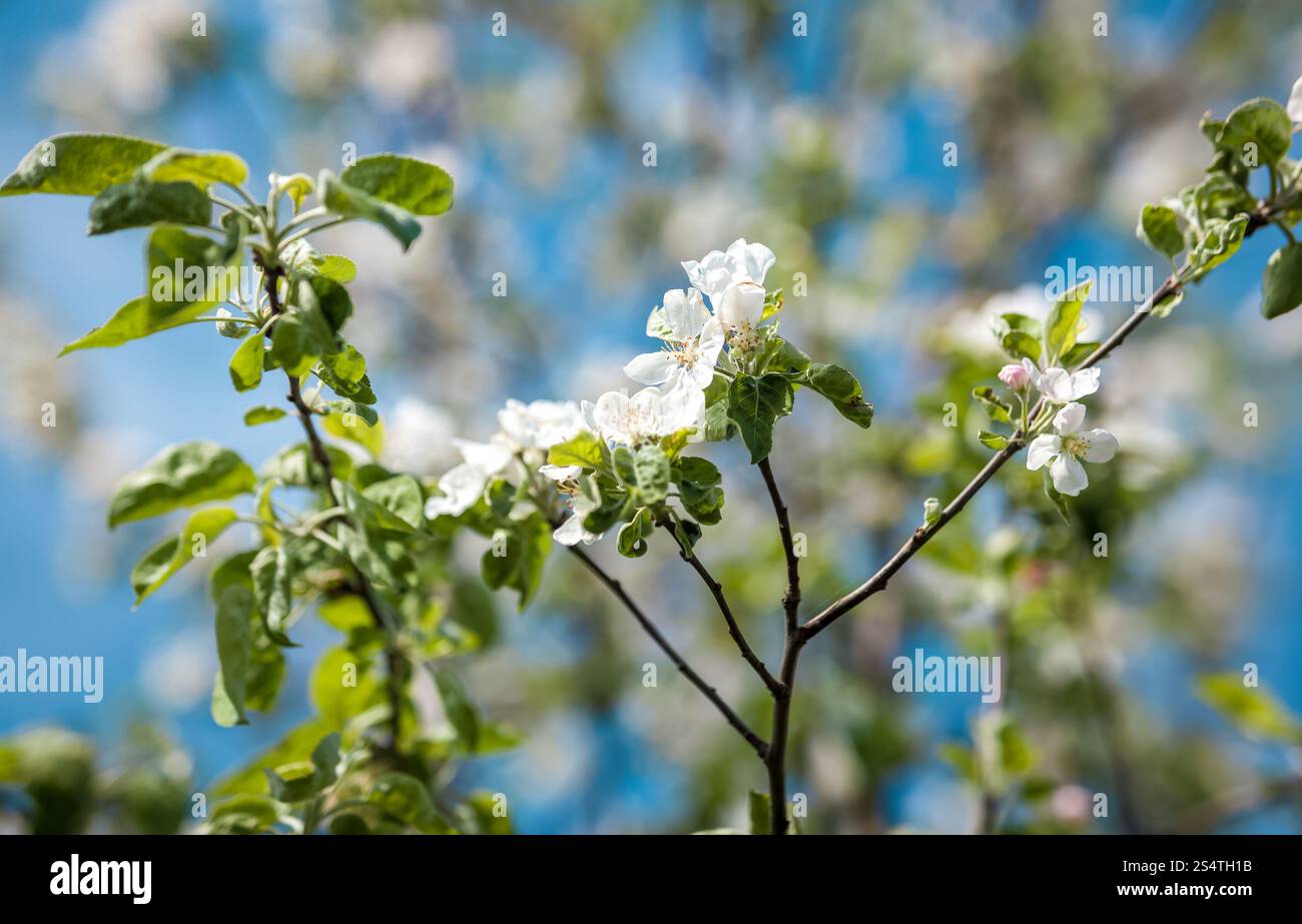 Primo piano della mela albero fiori sul ramo Foto Stock