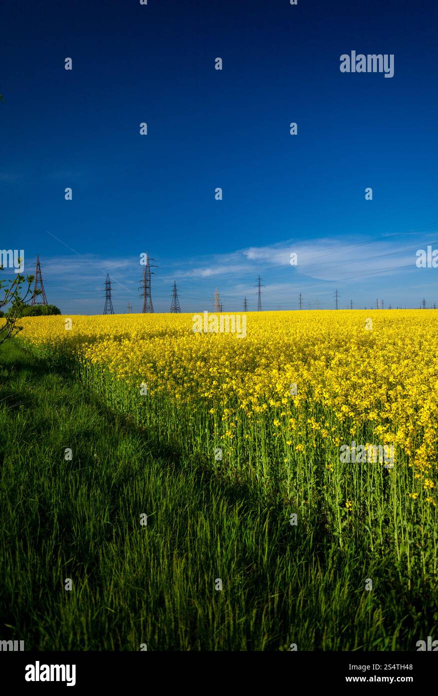 Paesaggio del campo di colza a giornata di sole Foto Stock