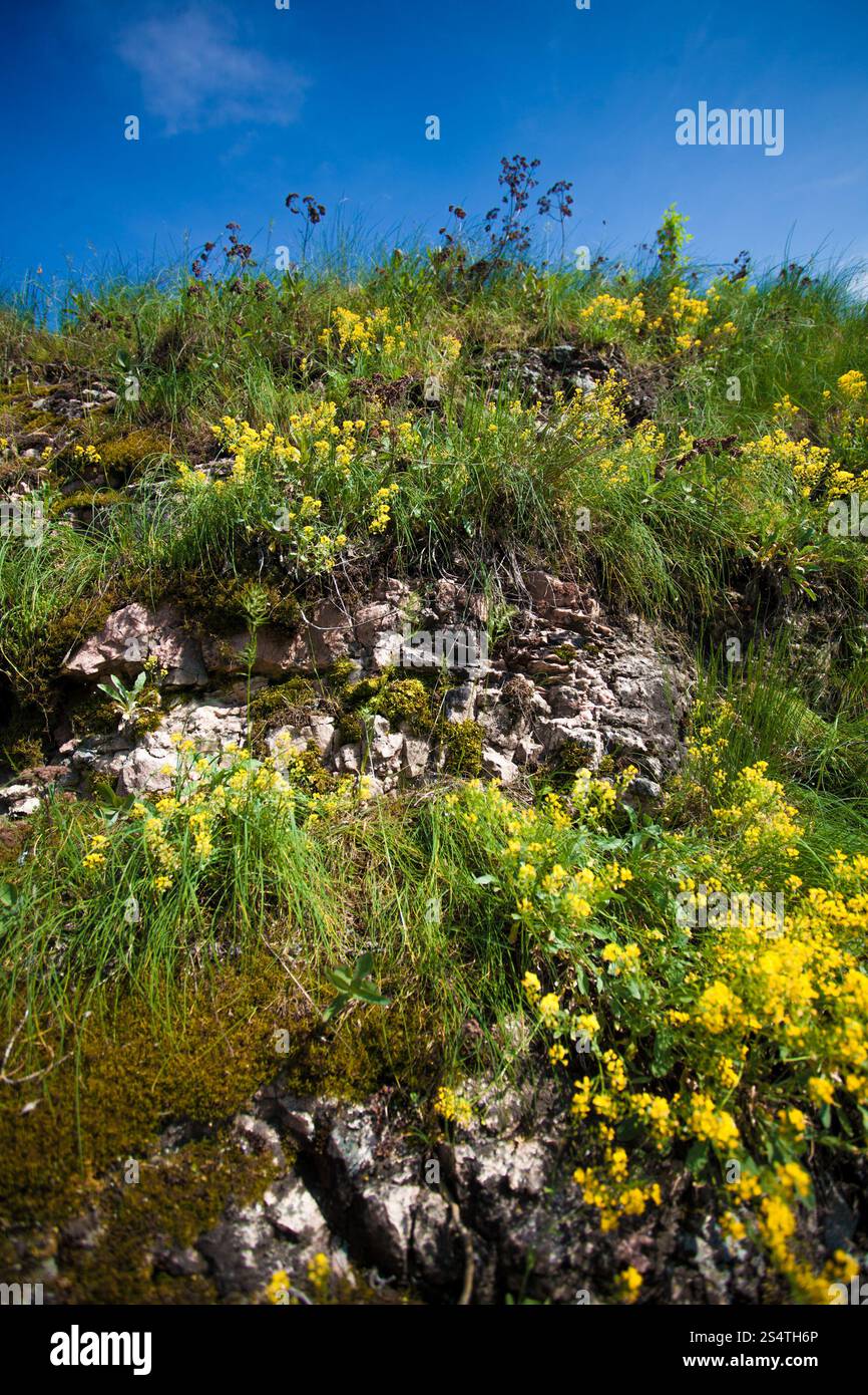 Primo piano di erba e fiori che crescono sulla montagna Foto Stock