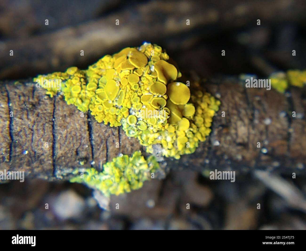 Sunburst Lichen con cuscinetto a spillo (Polycauliona polycarpa) Foto Stock
