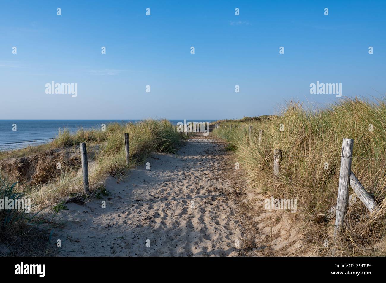 Un percorso attraverso un paesaggio di dune con recinzione e spiaggia sulla costa del Mare del Nord nei Paesi Bassi Foto Stock