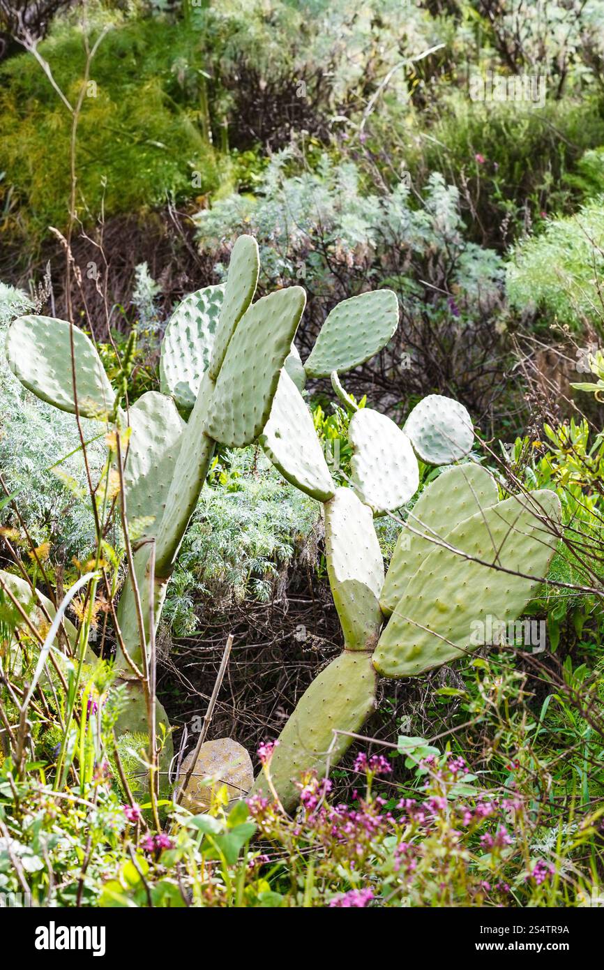 L' opuntia cactus a wild prato in Sicilia montagna in primavera Foto Stock