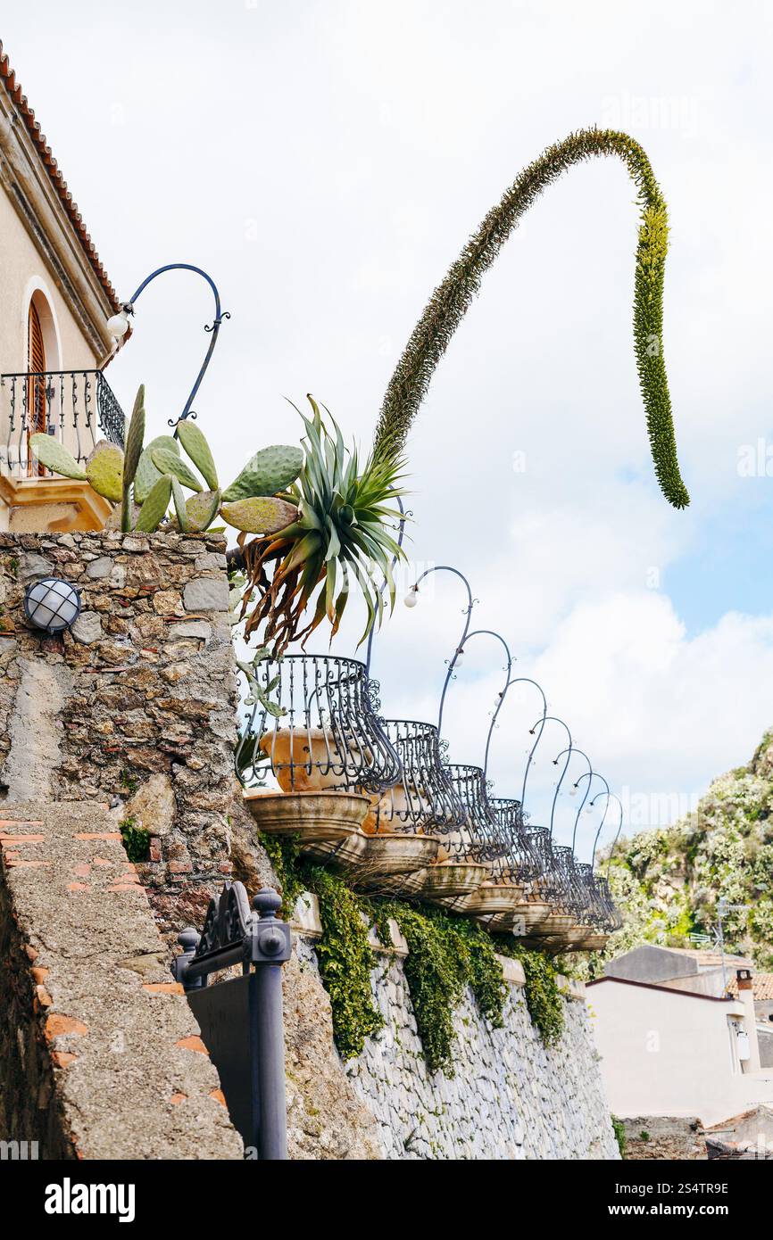 Fiori decorativi di agave e cactus di Opuntia in aiuole vicino casa nel villaggio di Savoca, in Sicilia in primavera Foto Stock