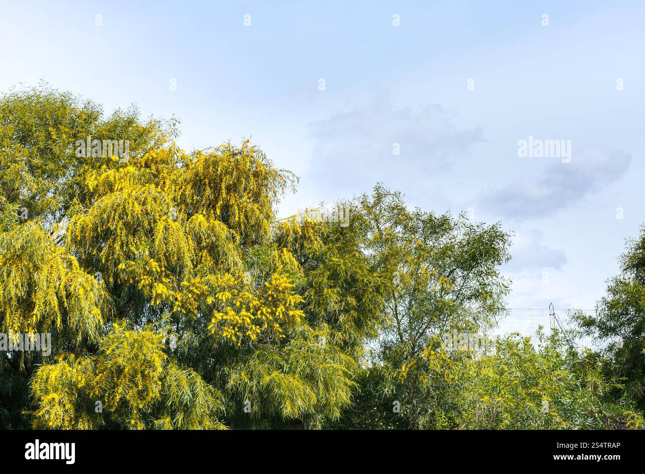 Alberi di Mimosa (Acacia, graticcio) nella stagione primaverile in Sicilia, Italia Foto Stock