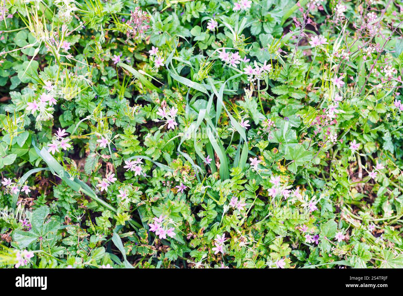 Prato selvatico con fiori rosa dopo la pioggia in Sicilia, Italia in primavera Foto Stock