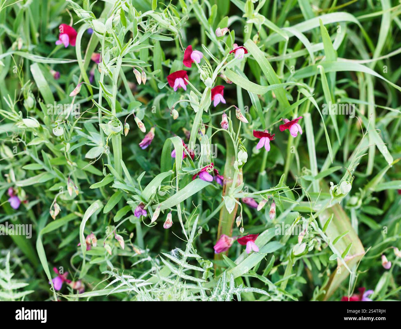 Pisello dolce fiori selvatici in prato dopo la pioggia in Sicilia, Italia in primavera Foto Stock