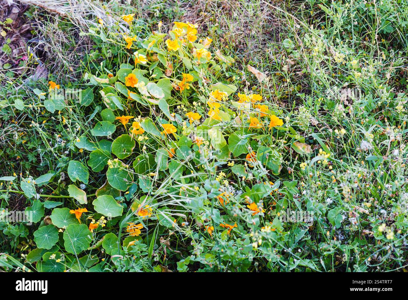 Fiori gialli (Tropaeolum nasturtium) nella foresta di primavera, Sicilia Foto Stock
