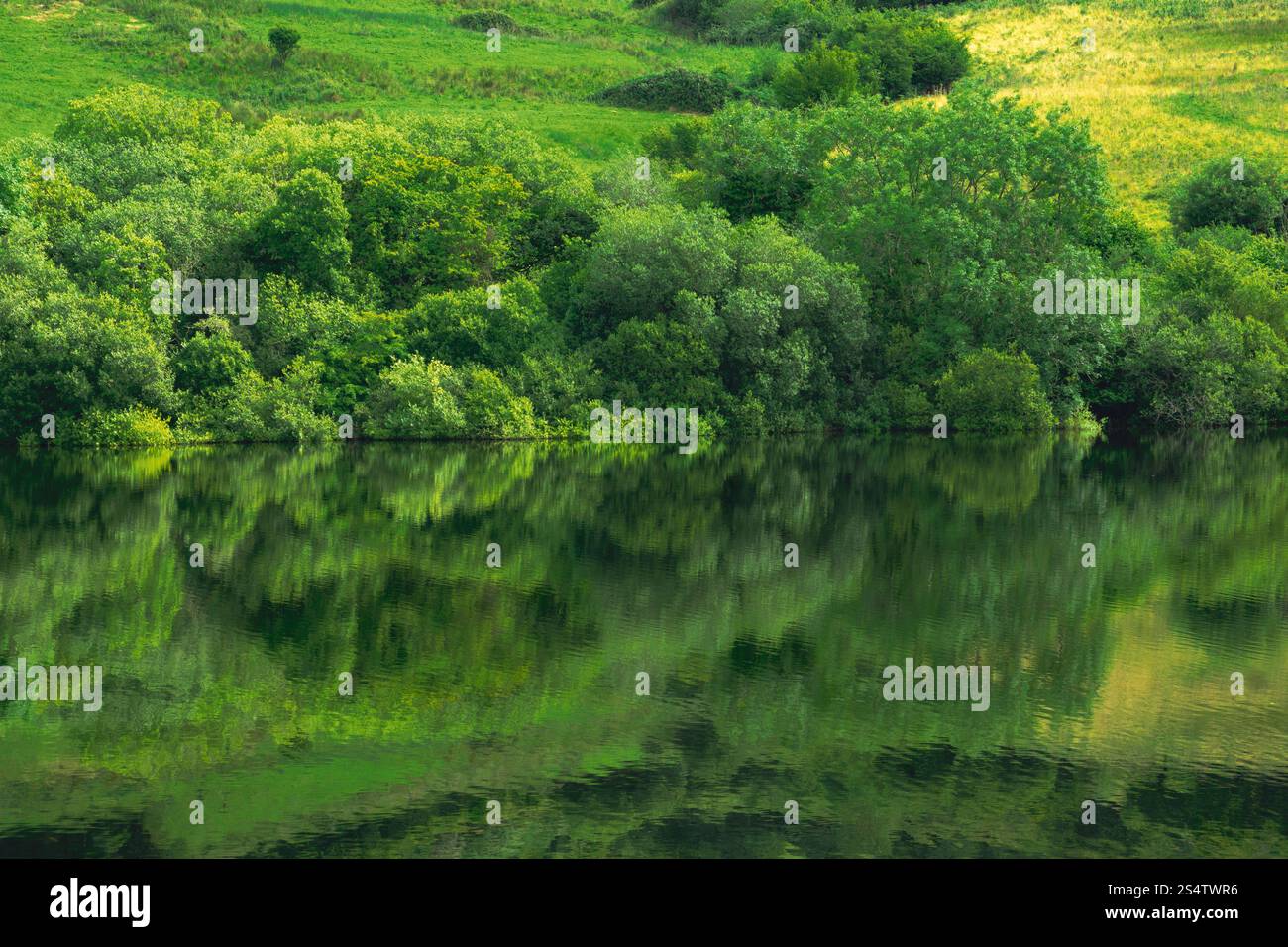 Un corpo d'acqua con alberi sullo sfondo. L'acqua è verde e ha un riflesso degli alberi Foto Stock