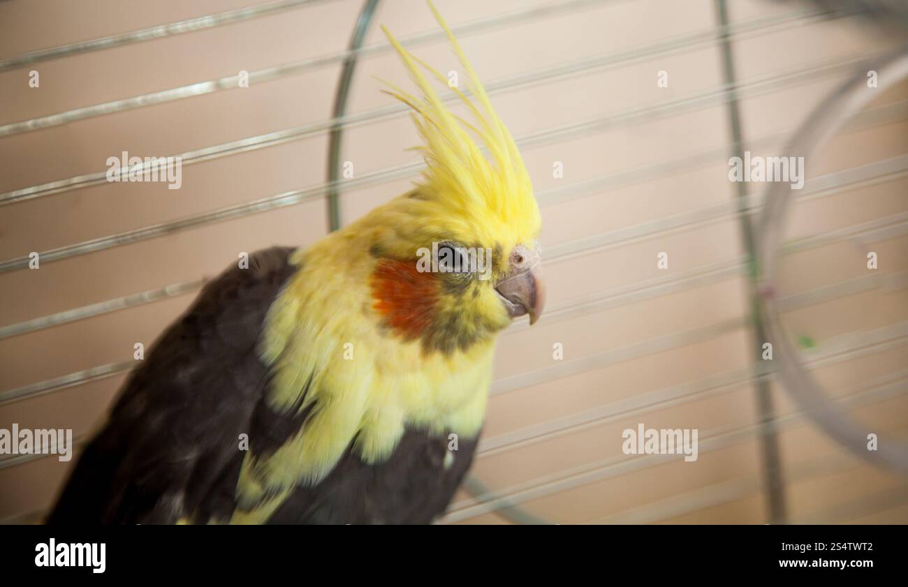 Bel colore giallo pappagallo Cockatiel seduto nella gabbia di metallo Foto Stock