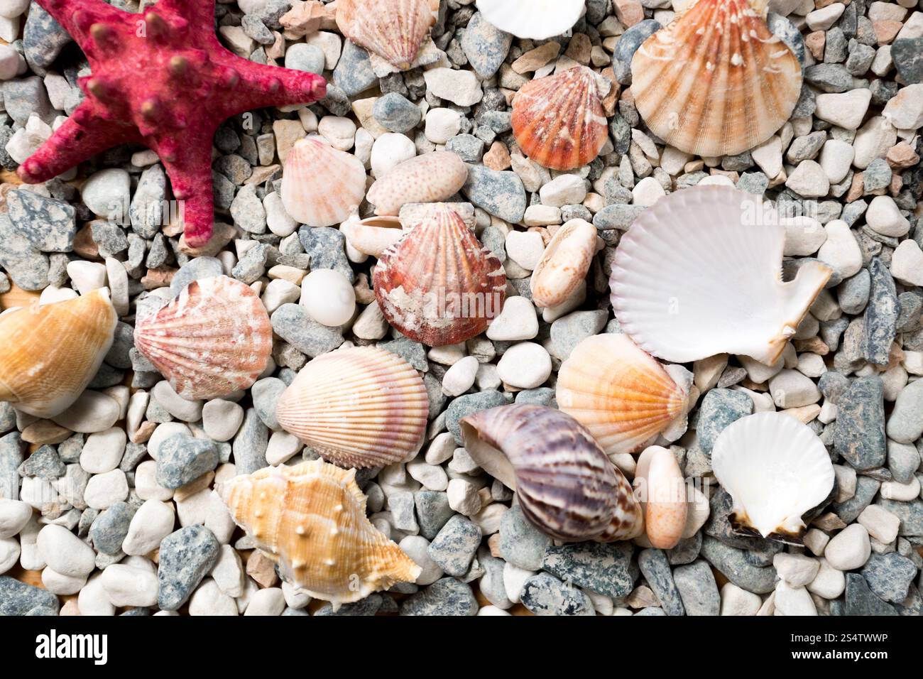 Closeup texture di fondo di mare coperta con colorate conchiglie e starfishes Foto Stock