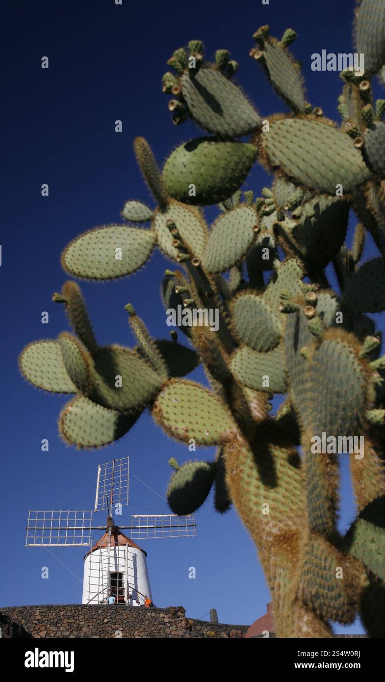 Il Cactus Garden nel villaggio di Guatiza sull'isola di Lanzarote nelle Isole Canarie della Spagna nell'Oceano Atlantico. Sull'isola di Foto Stock