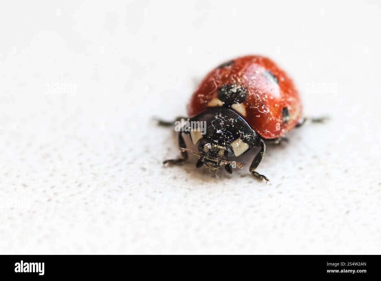coccinello dopo l'ibernazione in primavera al chiuso Foto Stock