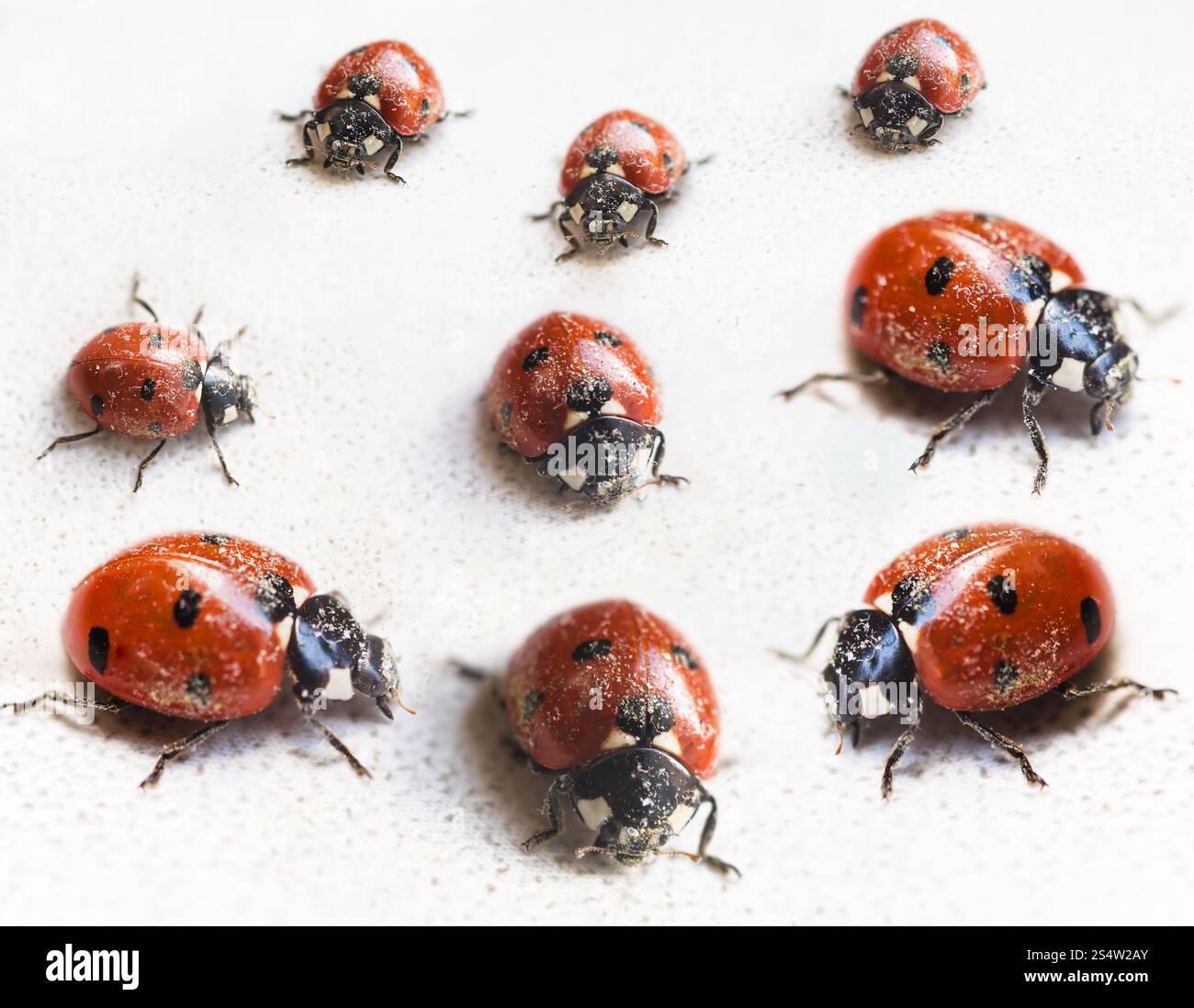 serie di ladybug dopo l'ibernazione in primavera al chiuso Foto Stock
