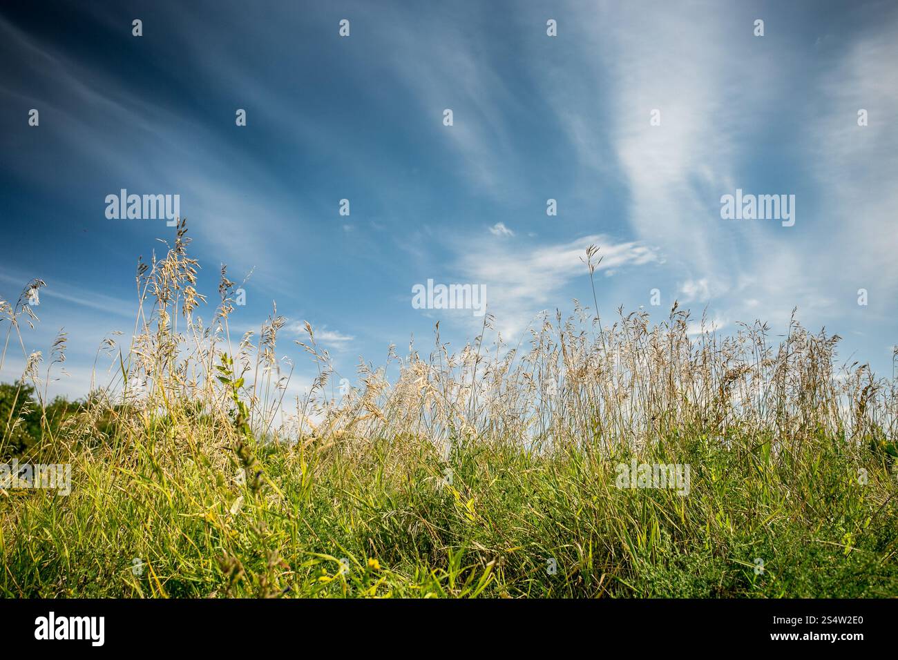 Bellissimo paesaggio del campo ucraino durante il giorno di sole Foto Stock
