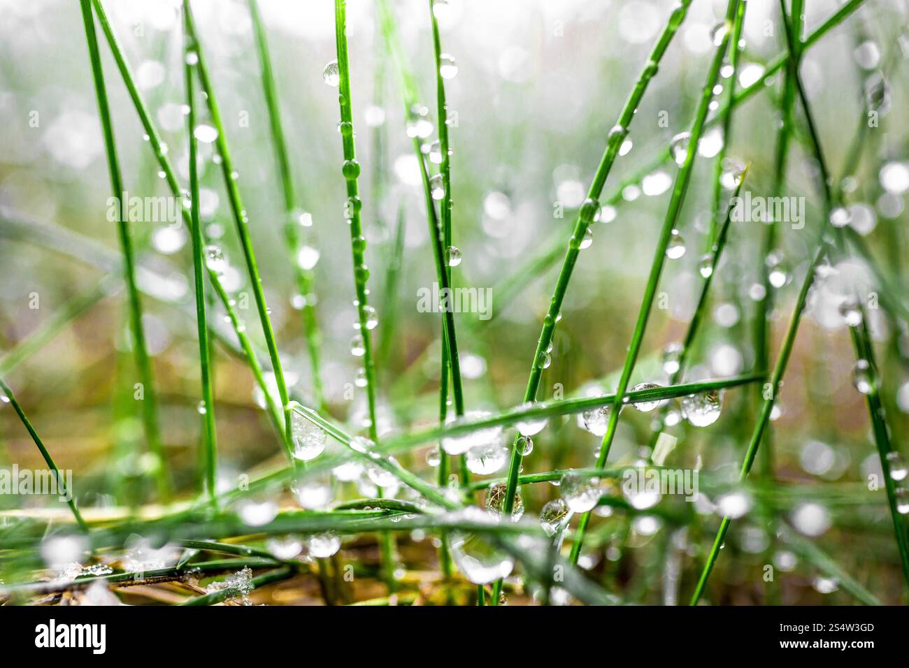 Foto macro di fresca erba verde coperta da gocce di acqua Foto Stock